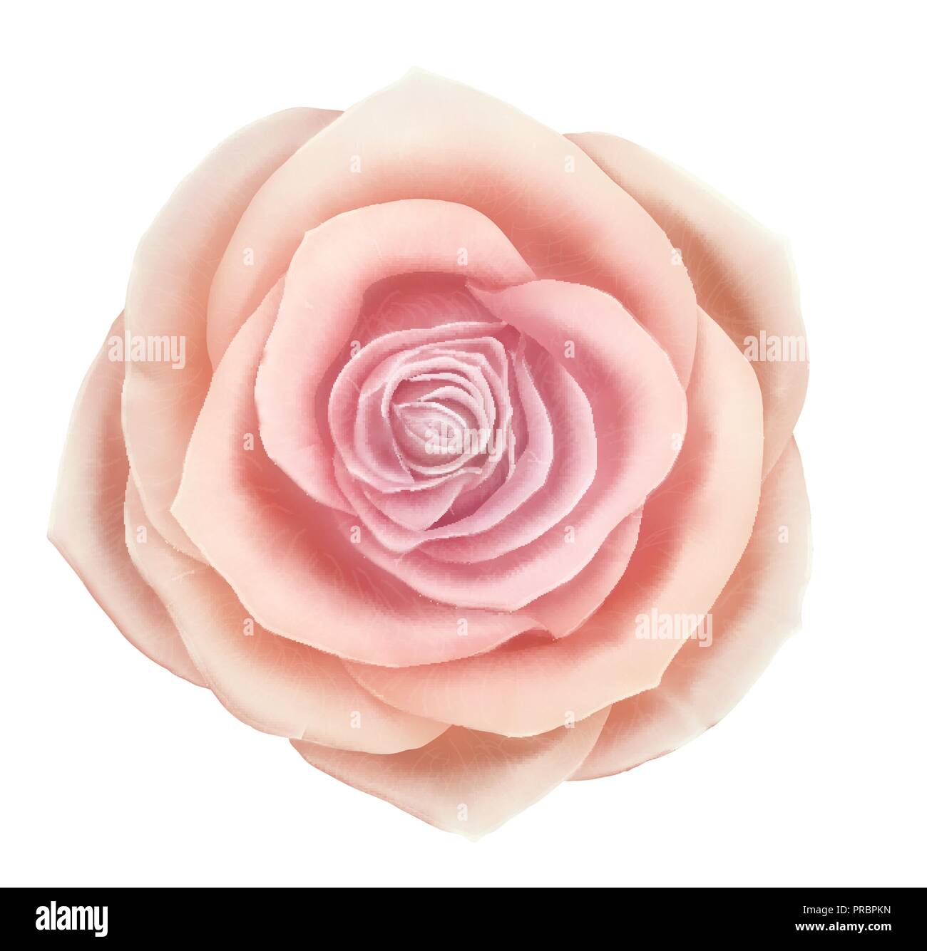 Vector beautiful pink rose floral decorative element Stock Vector Image ...