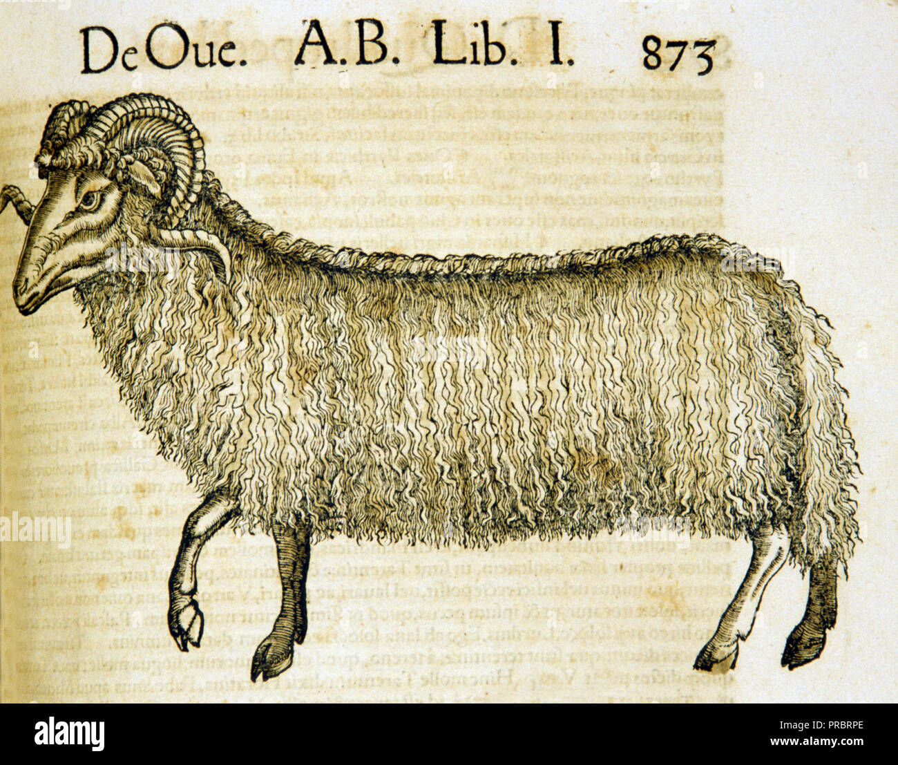 Hand-colored woodcut of an Arabian sheep in profile Stock Photo - Alamy