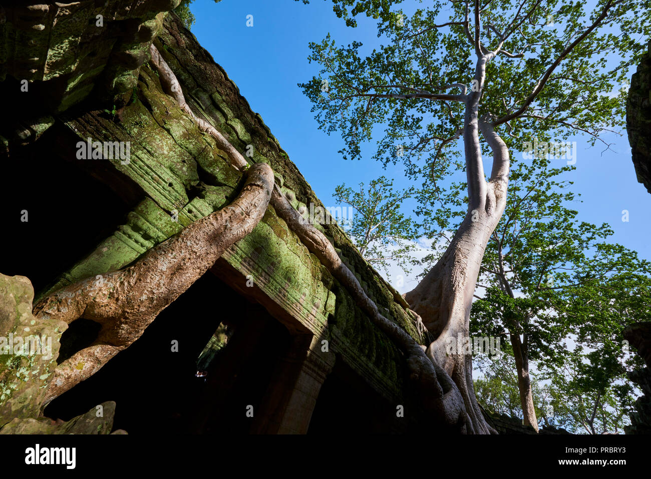 Large tree roots covering Ta Prohm ruins in Angkor Wat. The Angkor Wat complex, Built during the Khmer Empire age, located in Siem Reap, Cambodia, is  Stock Photo