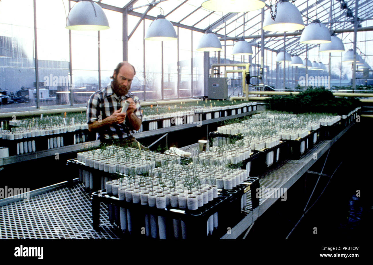 Laboratory worker testing plants in greenhouse Stock Photo Alamy
