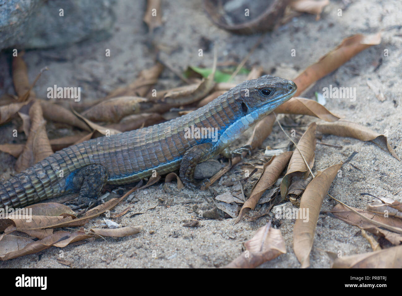 Sudan plated Lizard, Western plated lizard, great plated lizard or rough-scaled plated Lizard, Gerrhosaurus major in the wild in Zanzibar Stock Photo