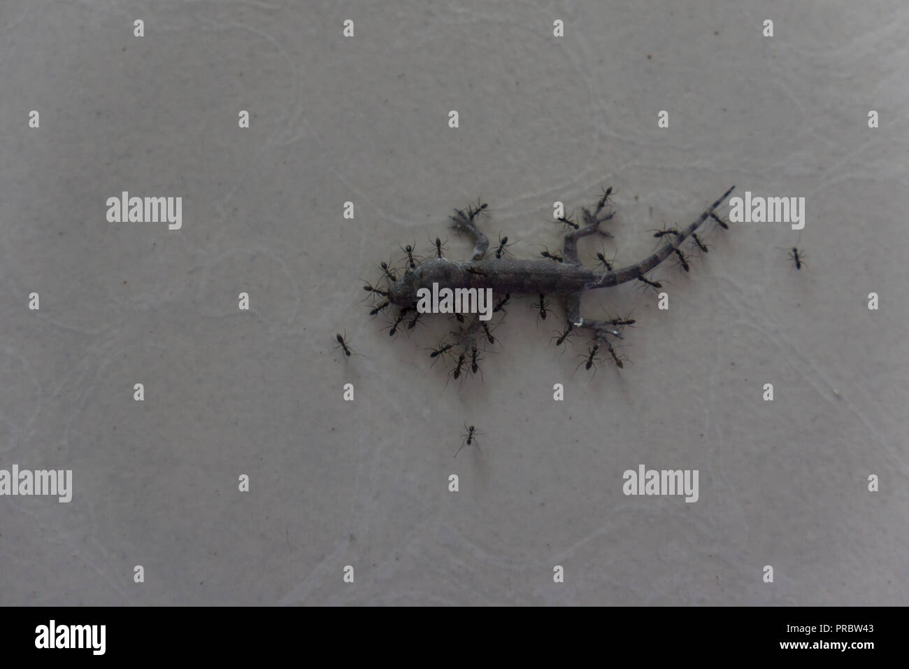 A small lizard, gecko, being carried and moved by ants on a white floor. Stock Photo