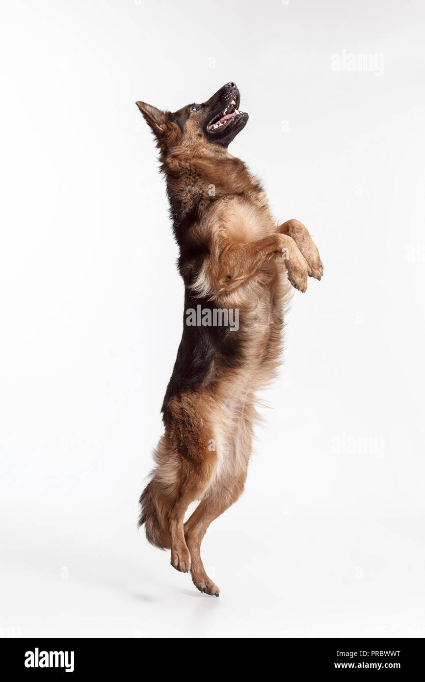 Shetland Sheepdog standing in front of a white studio background Stock ...