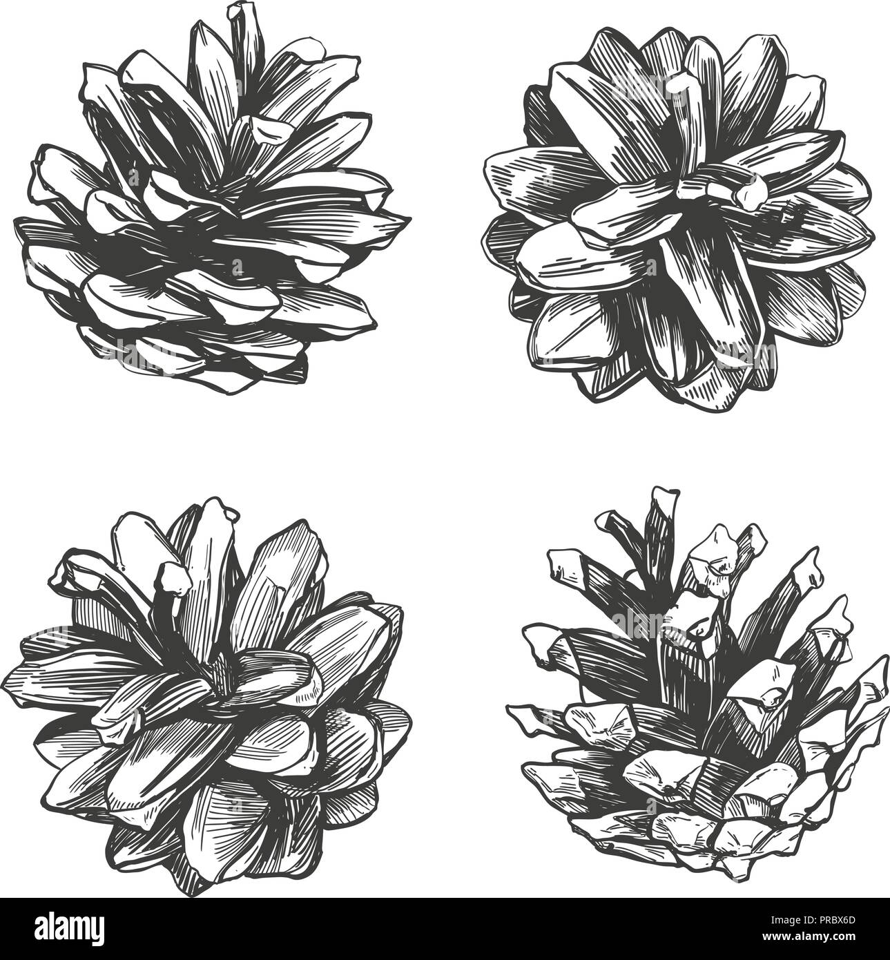 pine cones collection hand drawn vector illustration realistic sketch Stock Vector