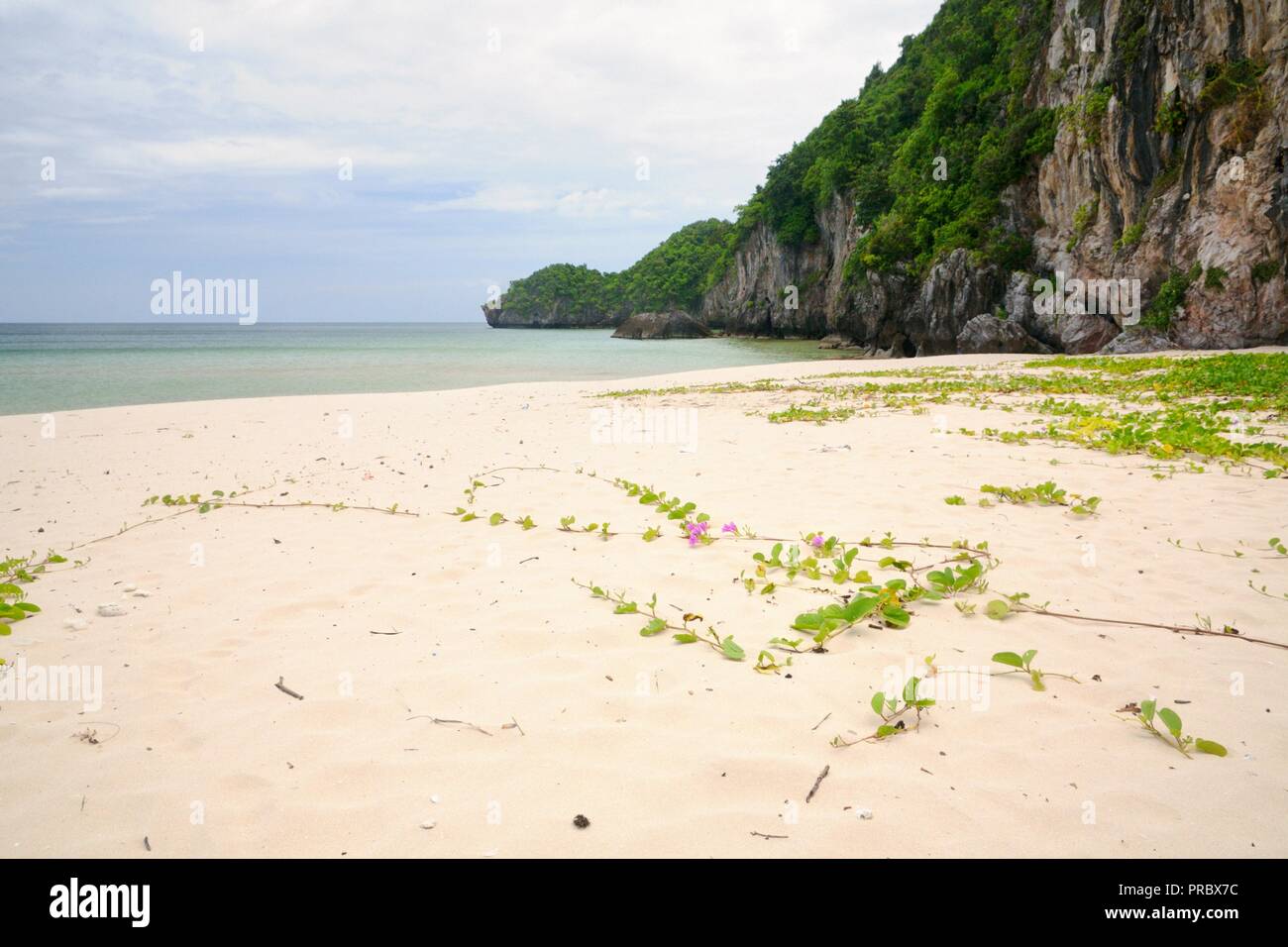Grass and flowers on Thung San beach with white sand and rocky limestone cliff at Pathio District of Chumphon province of Thailand. Stock Photo