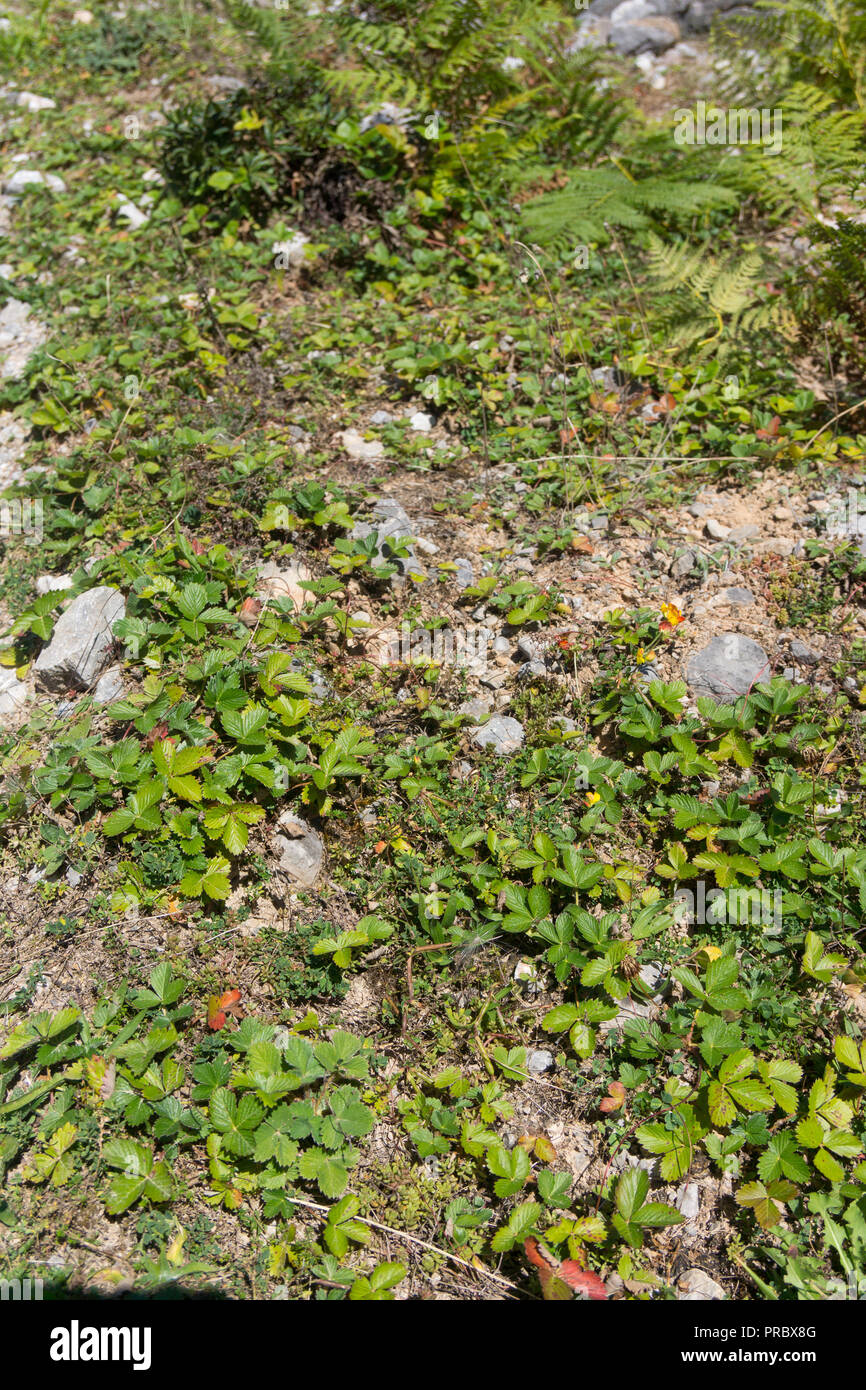 A large group of wild strawberry plants high in the mountains of the Picos de Europa national Park, Spain Stock Photo