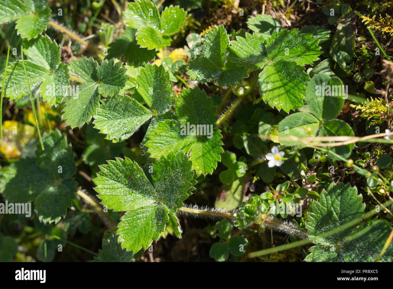 Detail of dew covered wild strawberry plants high in the mountains of the Picos de Europa national Park, Spain Stock Photo