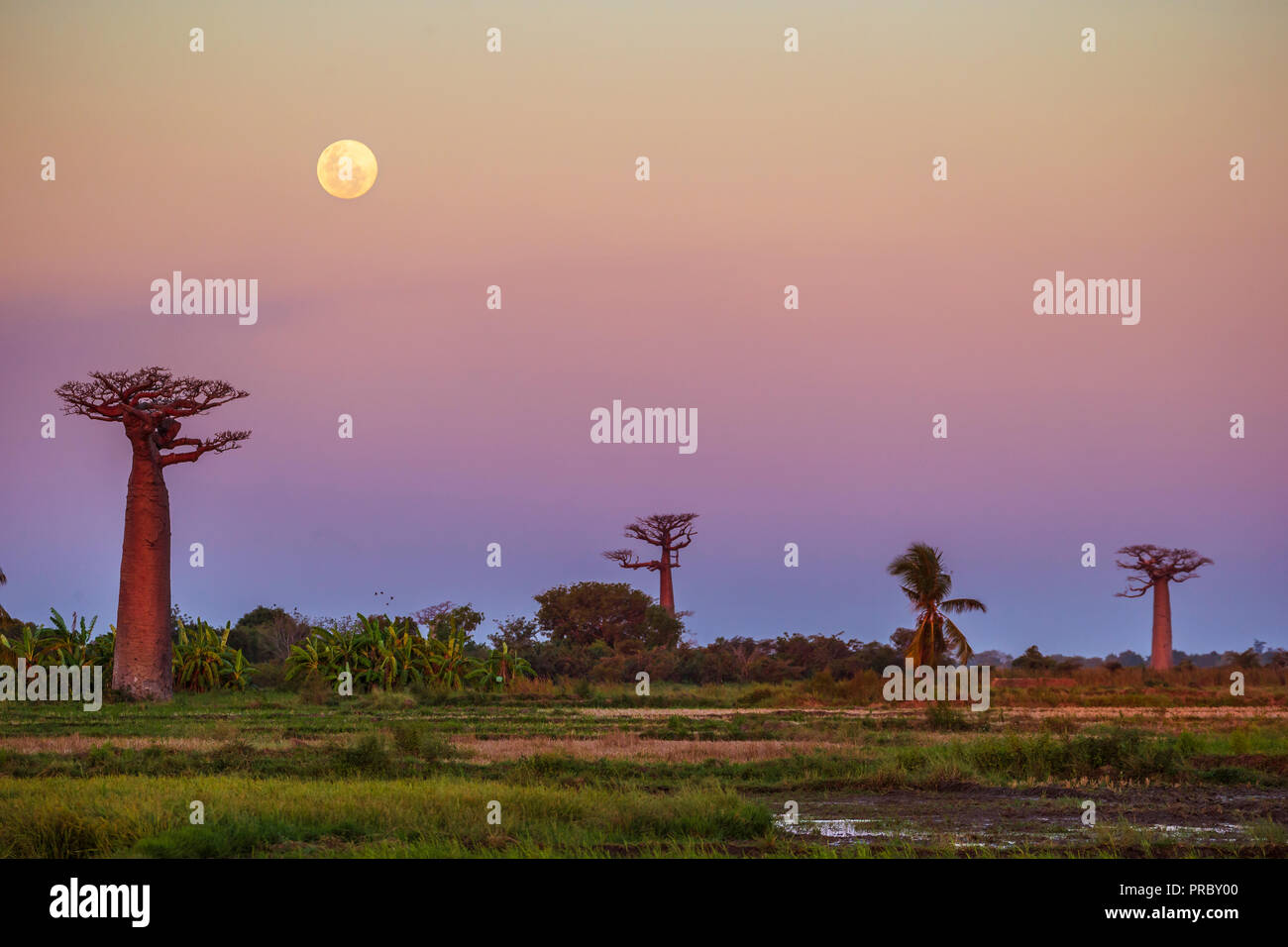 Moon rises over forest hi-res stock photography and images - Alamy