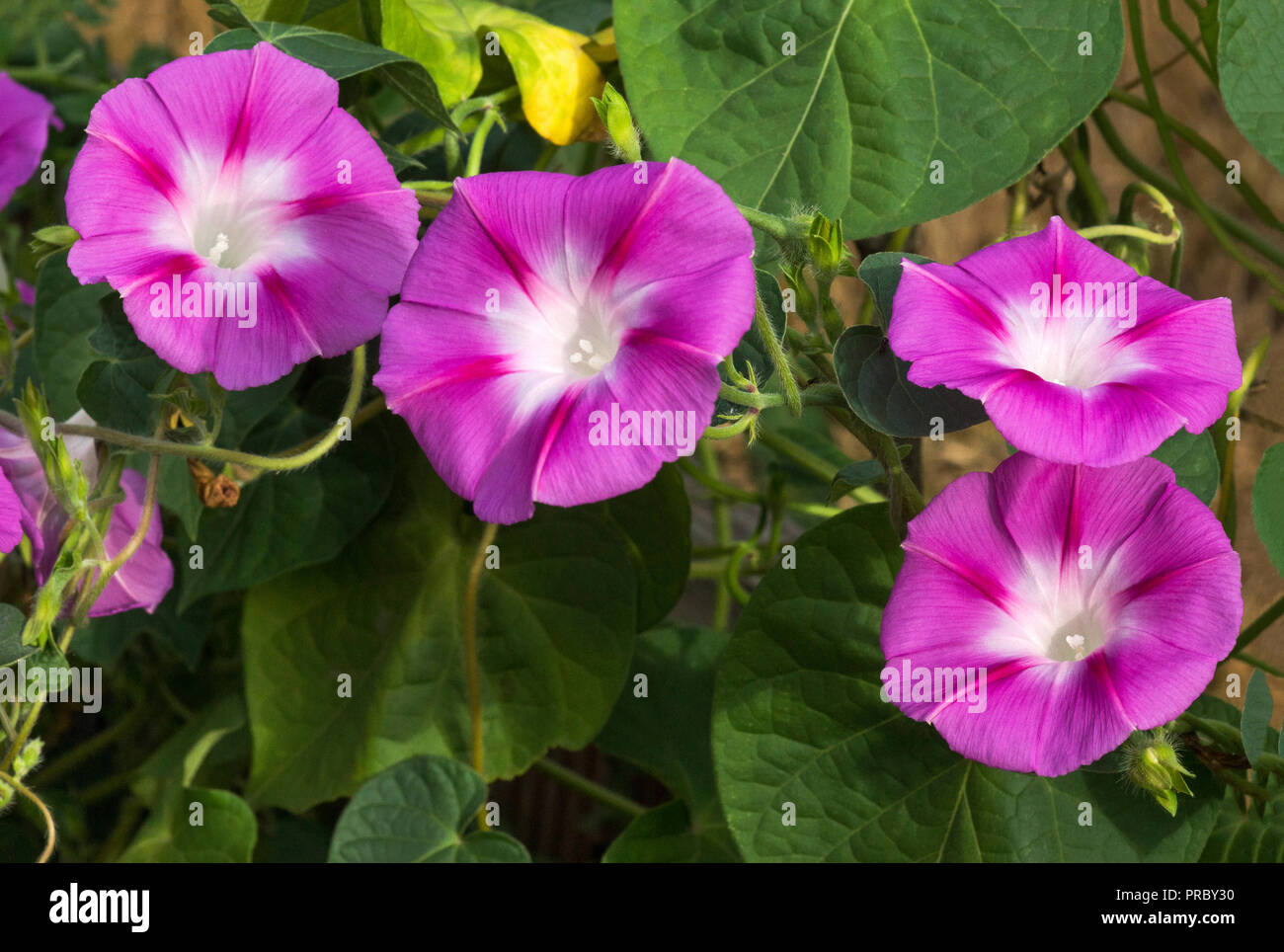 The flowers of the Morning Gory (Ipomoea nil var.Scarlet O'Hara. Stock Photo