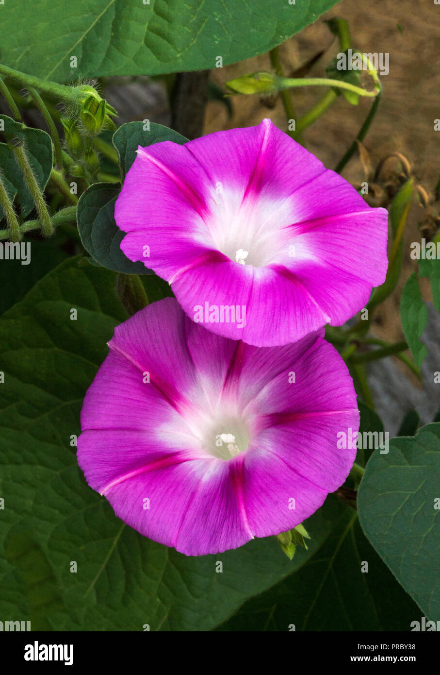 The flowers of the Morning Gory (Ipomoea nil var.Scarlet O'Hara. Stock Photo