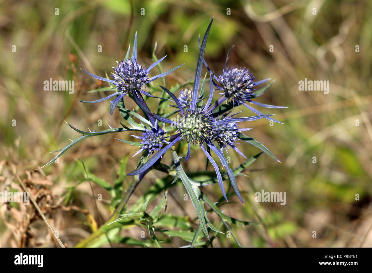 Eryngium amethystinum or Amethyst eryngo or Italian eryngo or Amethyst
