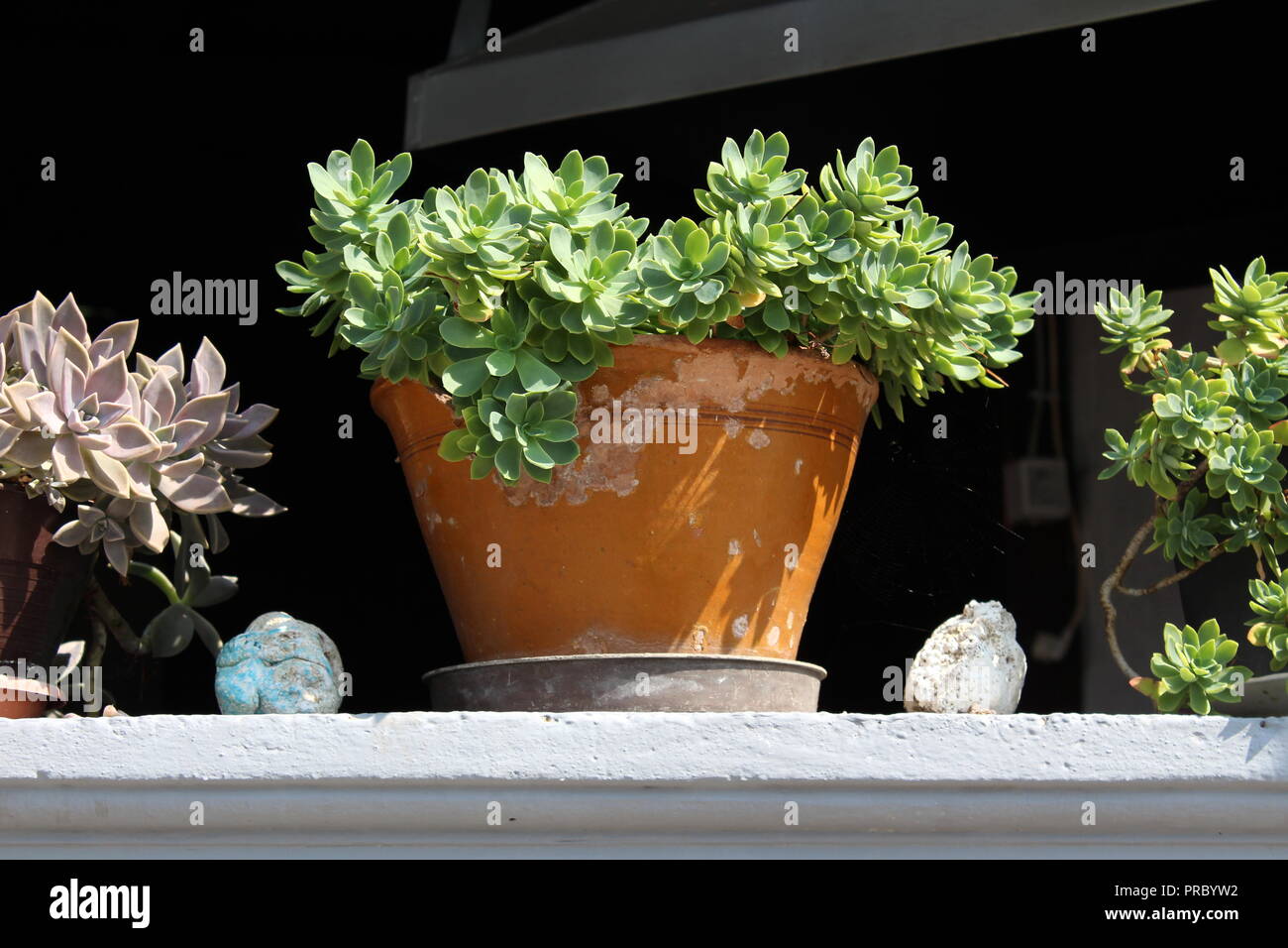 Sedum or Stonecrop perennial leaf succulent with waterstoring leaves
