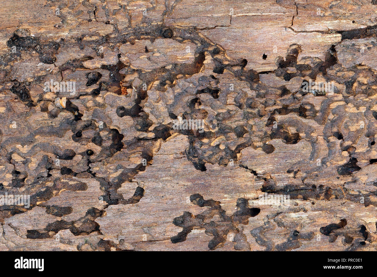 Detail of the bark of spruce - bark pattern with paths from bark beetle Stock Photo