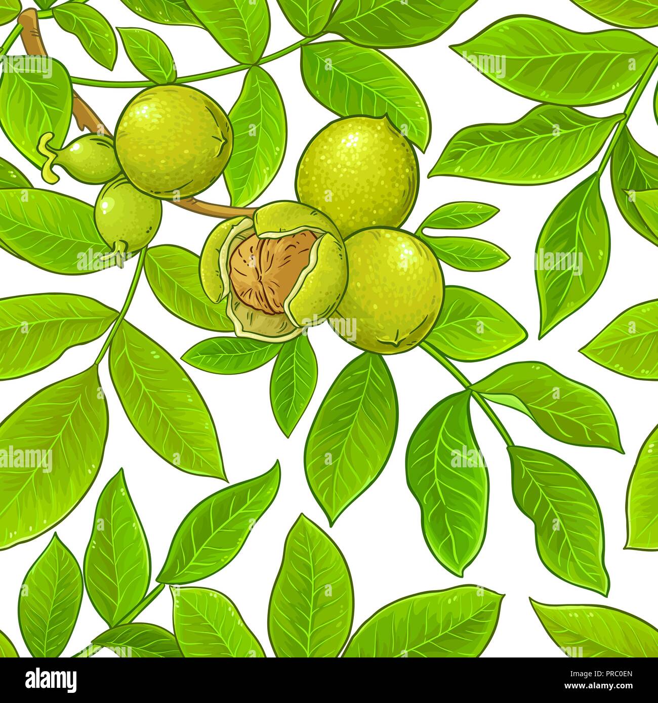 walnut vector pattern on white background Stock Vector