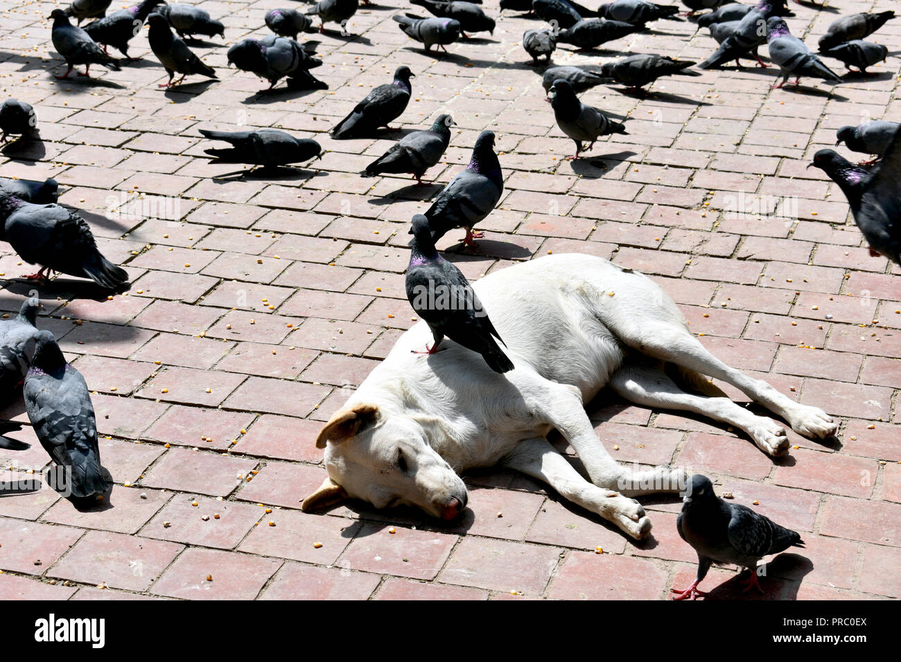 Pigeon on a Dog Stock Photo Alamy