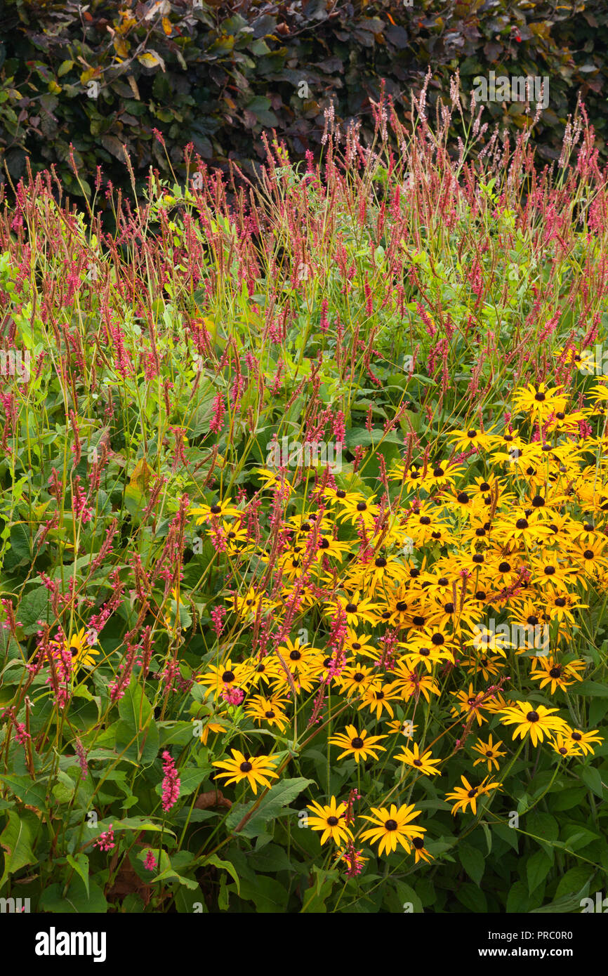 Helmsley Walled Garden, Helmsley, North Yorkshire, UK. Autumn, September 2018. Stock Photo