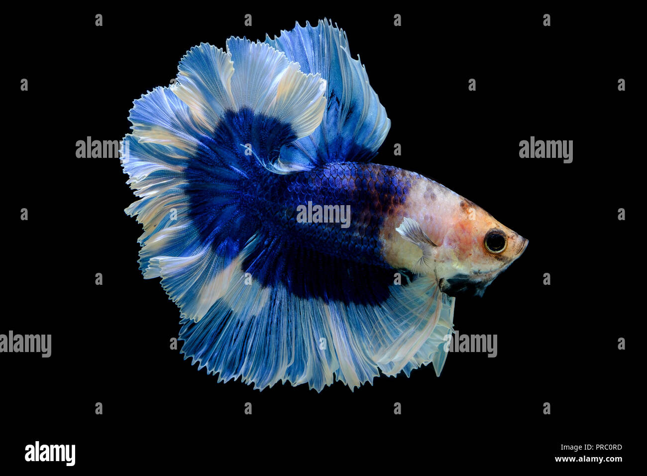 siamese fighting fish petsmart