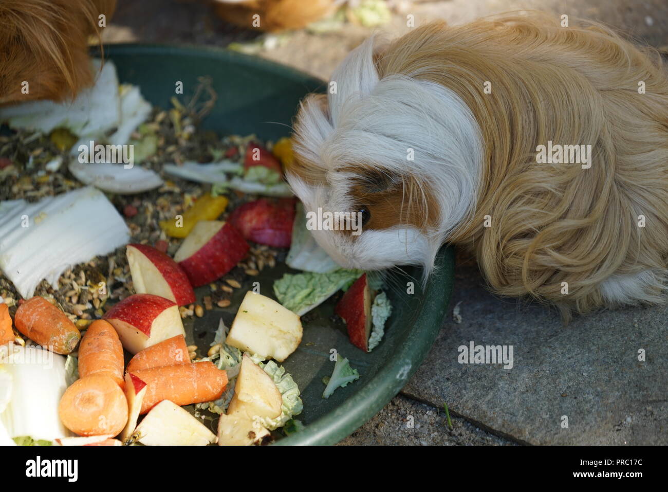 Guinea pig with healthy food specially held in Germany Stock Photo - Alamy