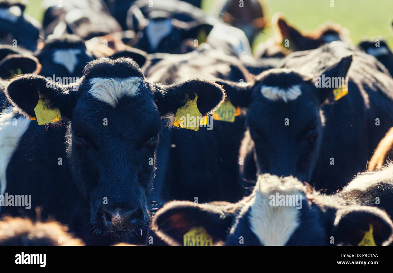 Herd of black and white calves outdoors. Close up view Stock Photo Alamy