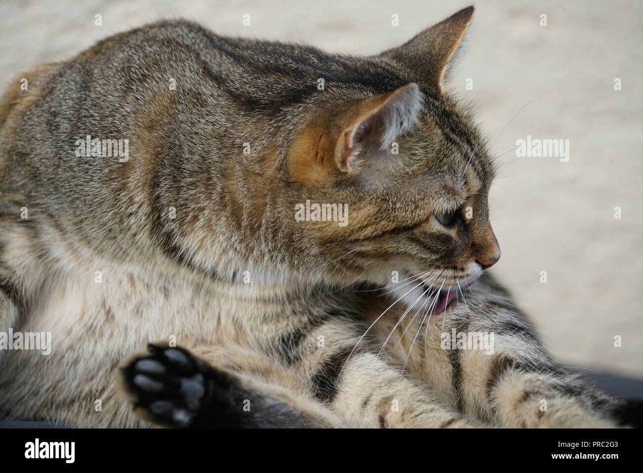 Gray White Central European Shorthair Cat Makes Grooming And