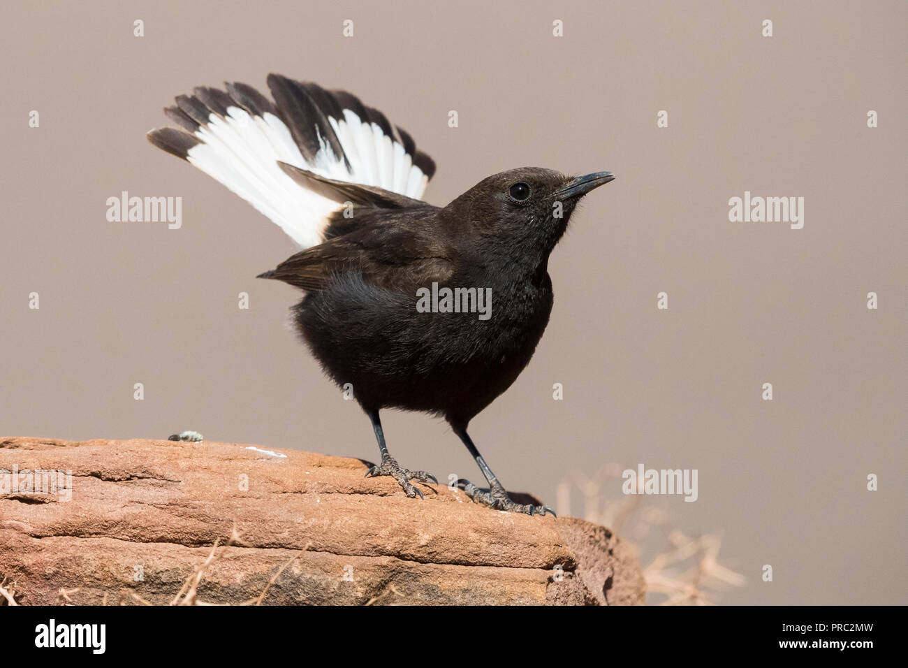 Black Wheater (Oenanthe leucura syenitica), adult male standing on a rock with spread tail Stock Photo