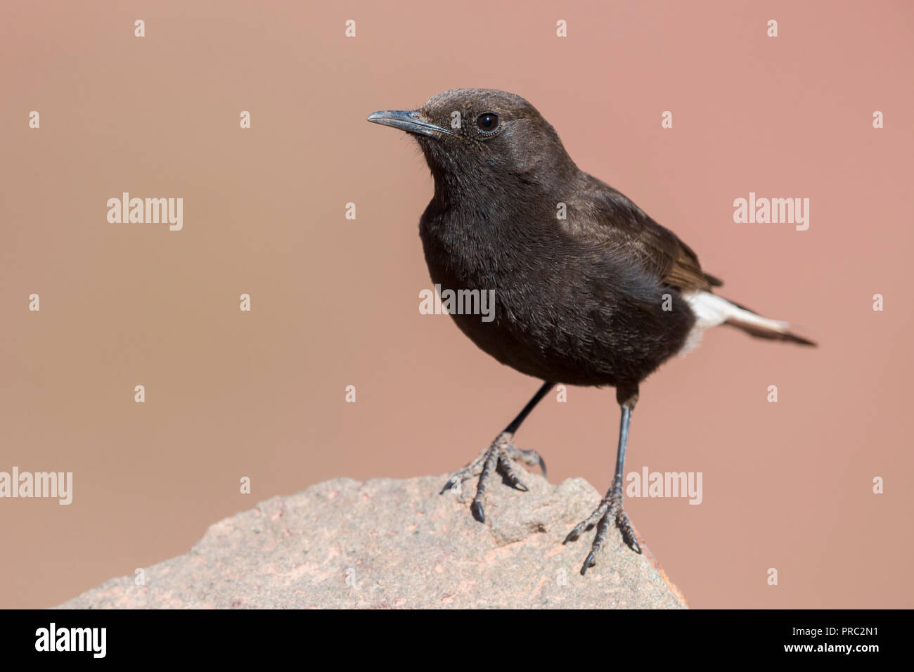 Black Wheater (Oenanthe leucura syenitica), front view of a male standing on a rock Stock Photo