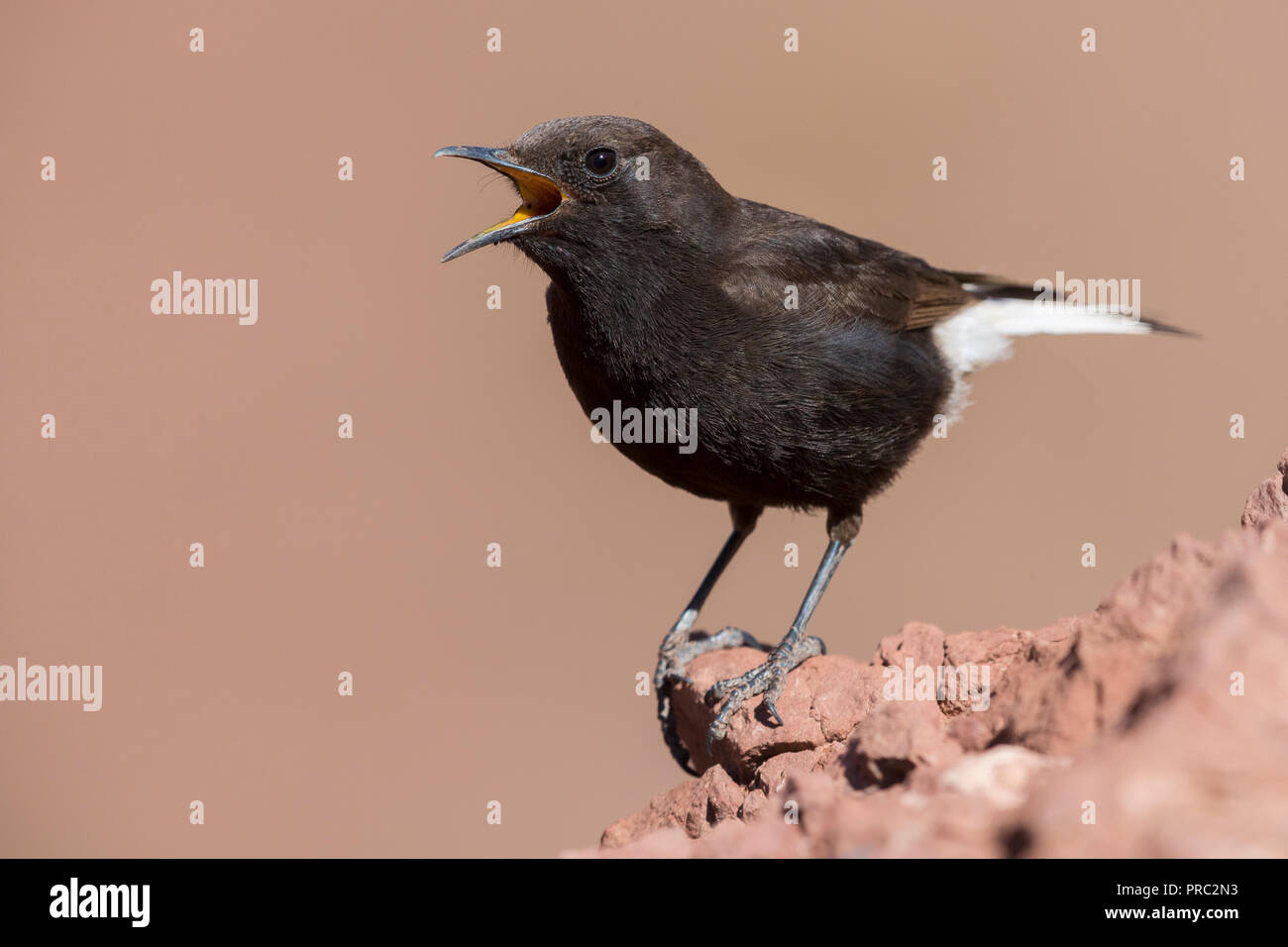 Black Wheater (Oenanthe leucura syenitica), male singing from a rock in Morocco Stock Photo