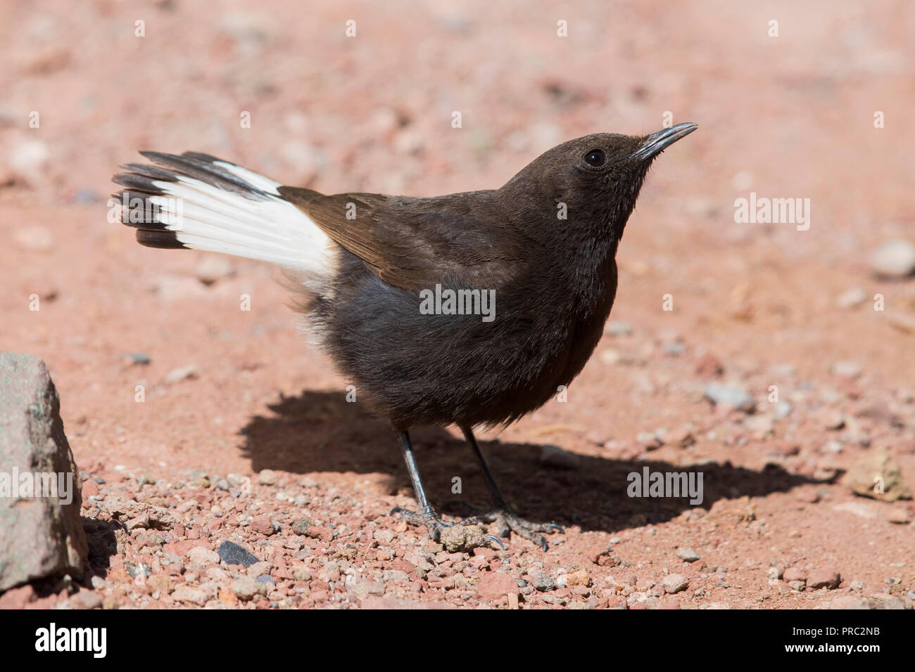 Black Wheater (Oenanthe leucura syenitica), adult male standing on the ground Stock Photo