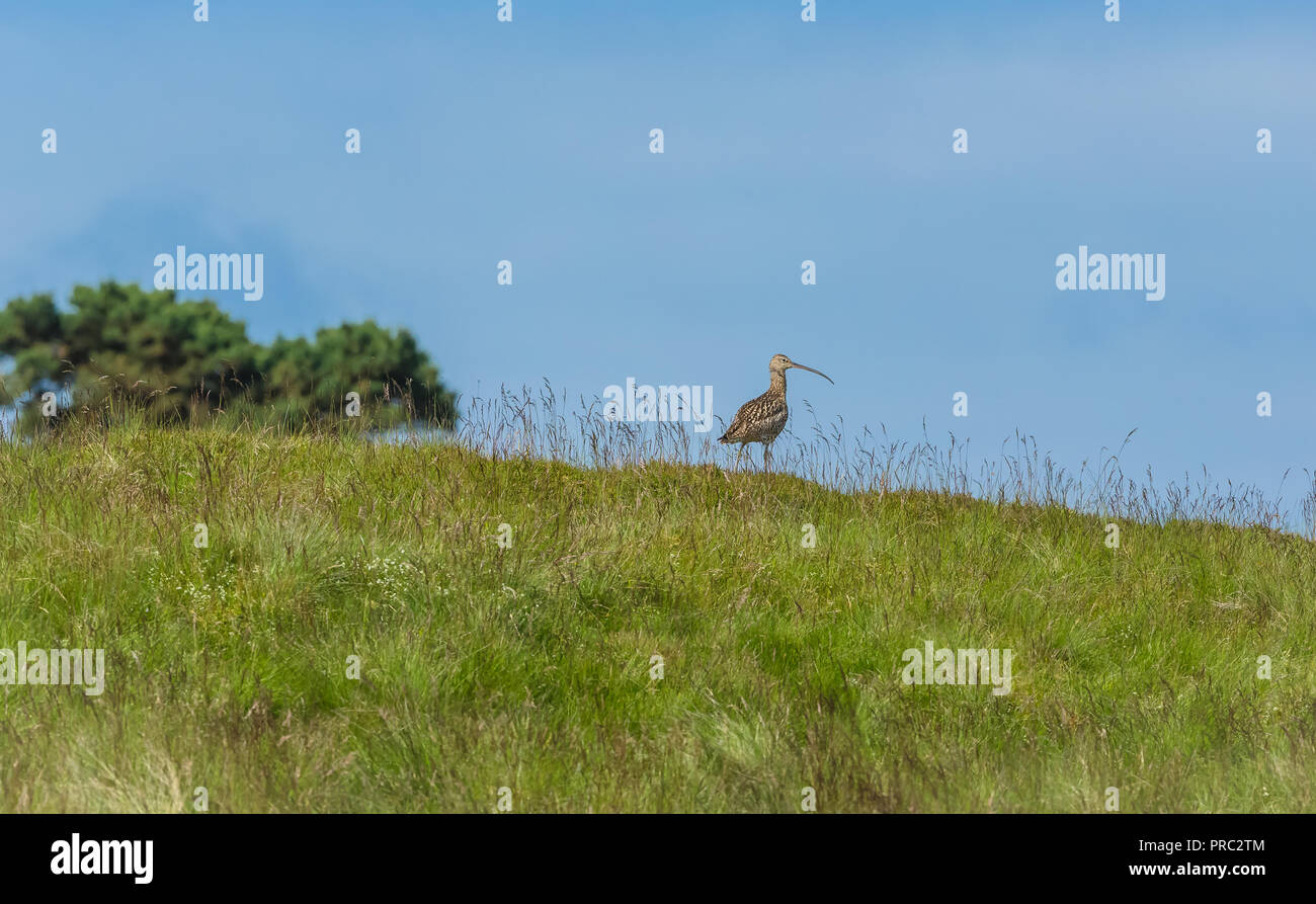 Curlew, alert adult bird in natural habitat on moorland in the Yorkshire Dales, England, UK.  Scientific name: numenius arquata.  Horizontal. Stock Photo