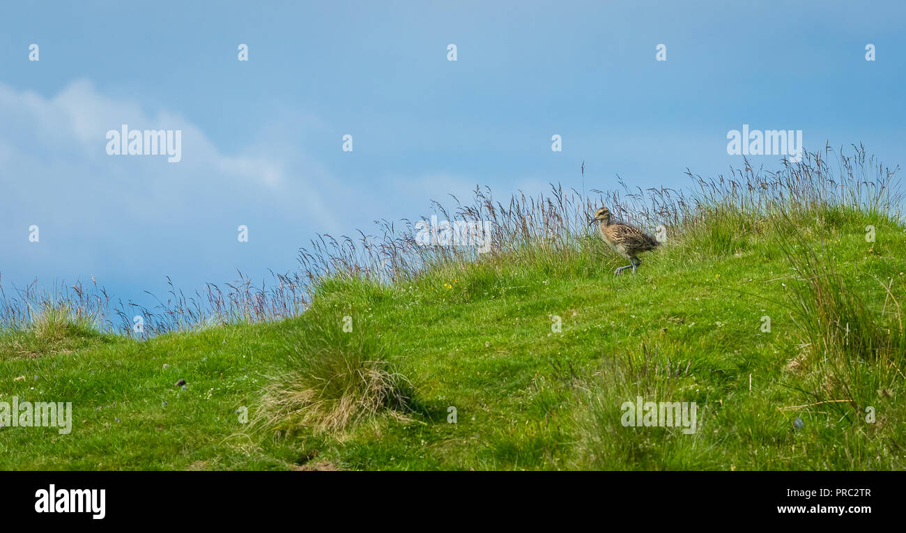 Curlew chick walking through grass on moorland in the Yorkshire Dales, England, UK.  Scientific name: Numenius arquata.  Horizontal. Stock Photo