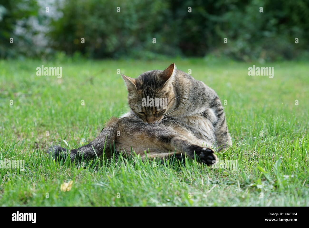 Gray White Central European Shorthair Cat Makes Grooming And