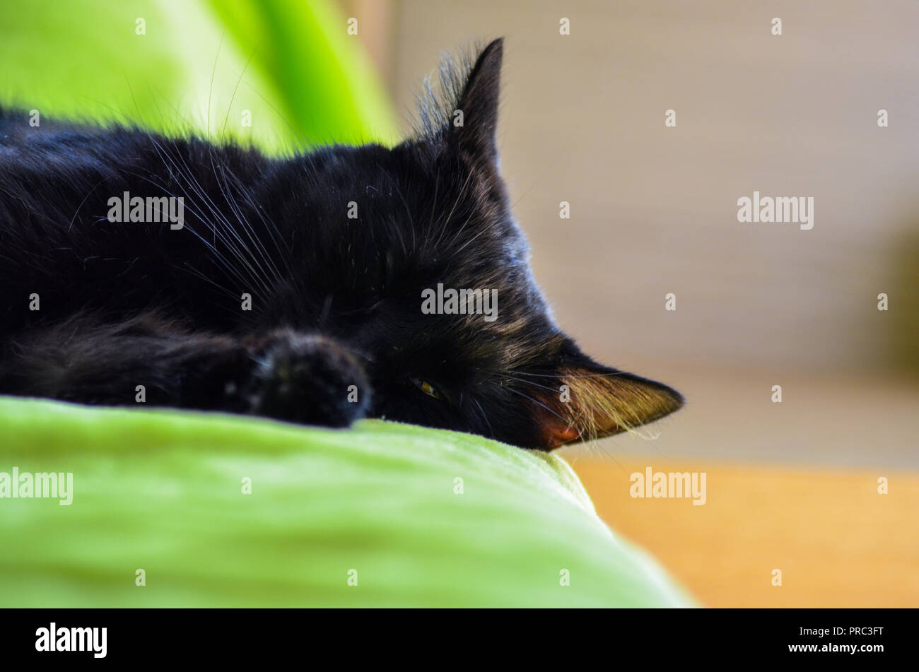 Black cat lying on grass hi-res stock photography and images - Alamy