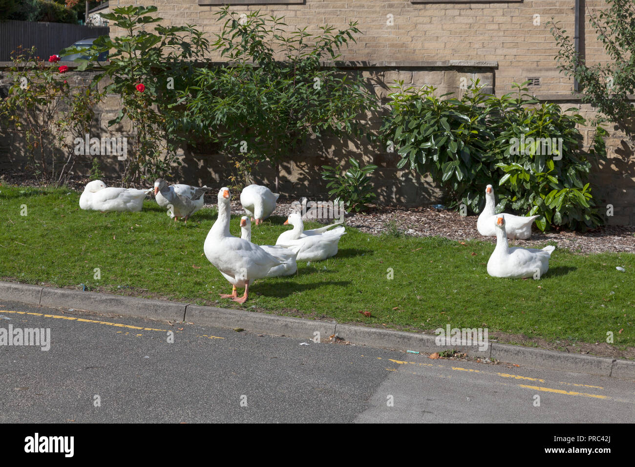 The famous geese of Sowerby Bridge, West Yorkshire Stock Photo
