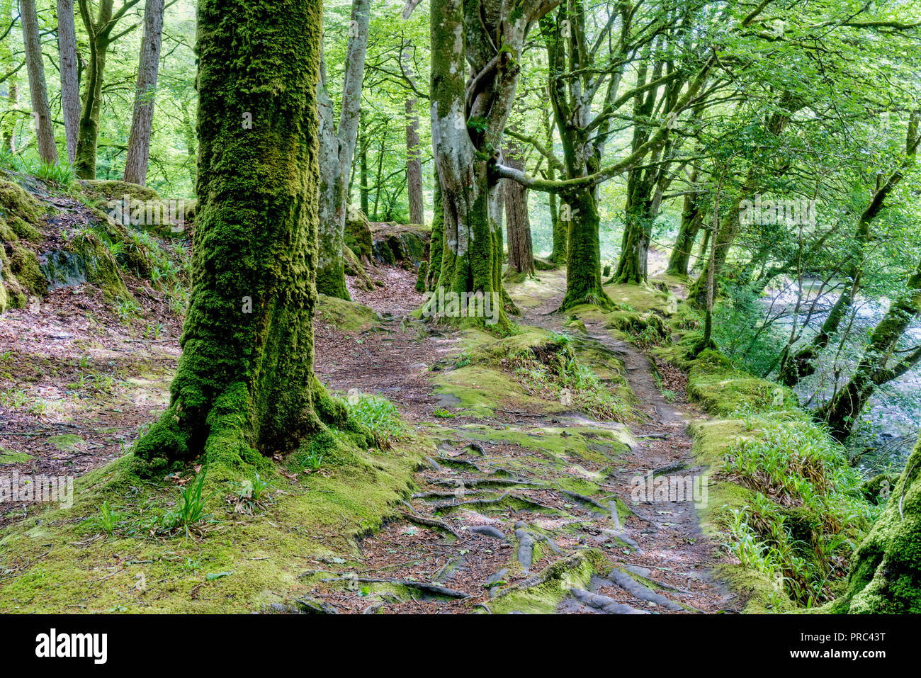 River Coe near Glencoe village, ancient Scottish forest, trees, Highland Region, Scotland UK Stock Photo