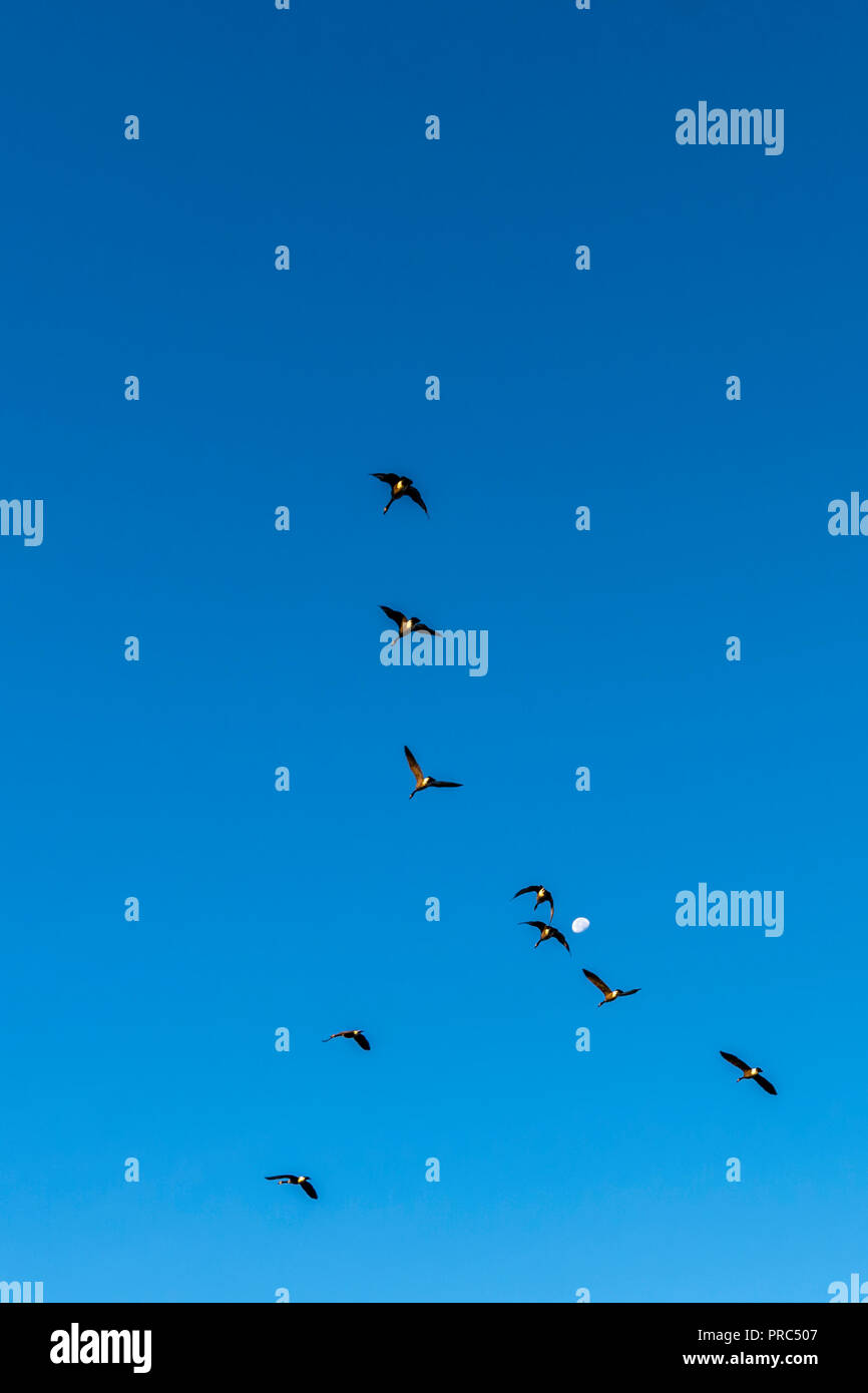 Flock of Canada Geese (Branta canadensis) flying in a V formation toward the moon. Stock Photo