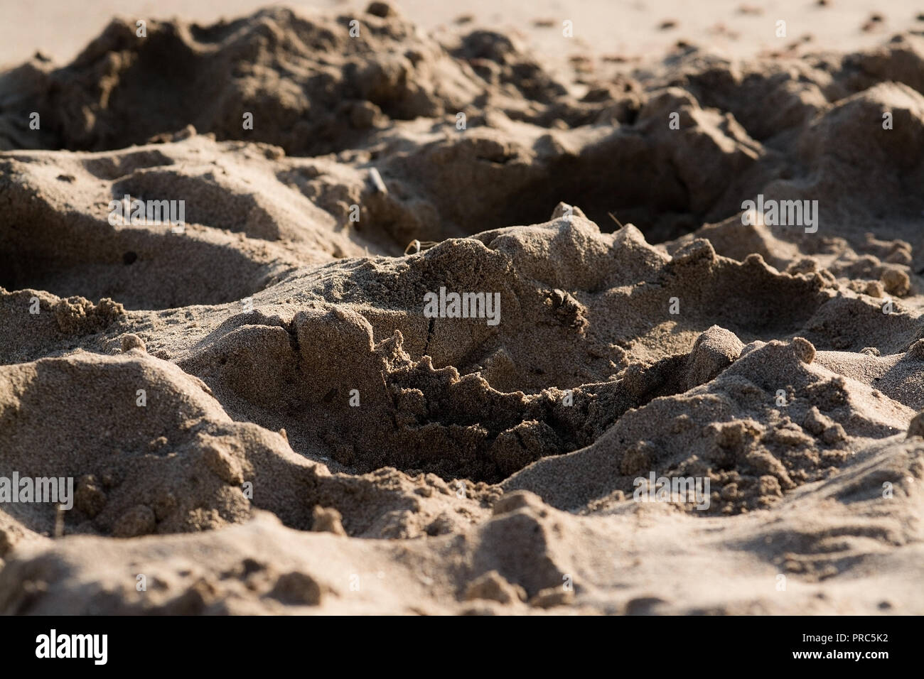 Sunlit sandy beach grains macro closeup background texture Stock Photo
