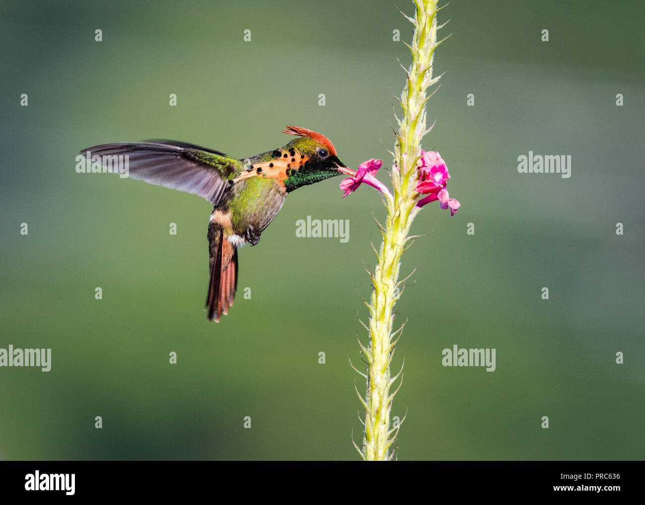 Male Tufted Coquette feeding on a pink Vervein - Stock Image