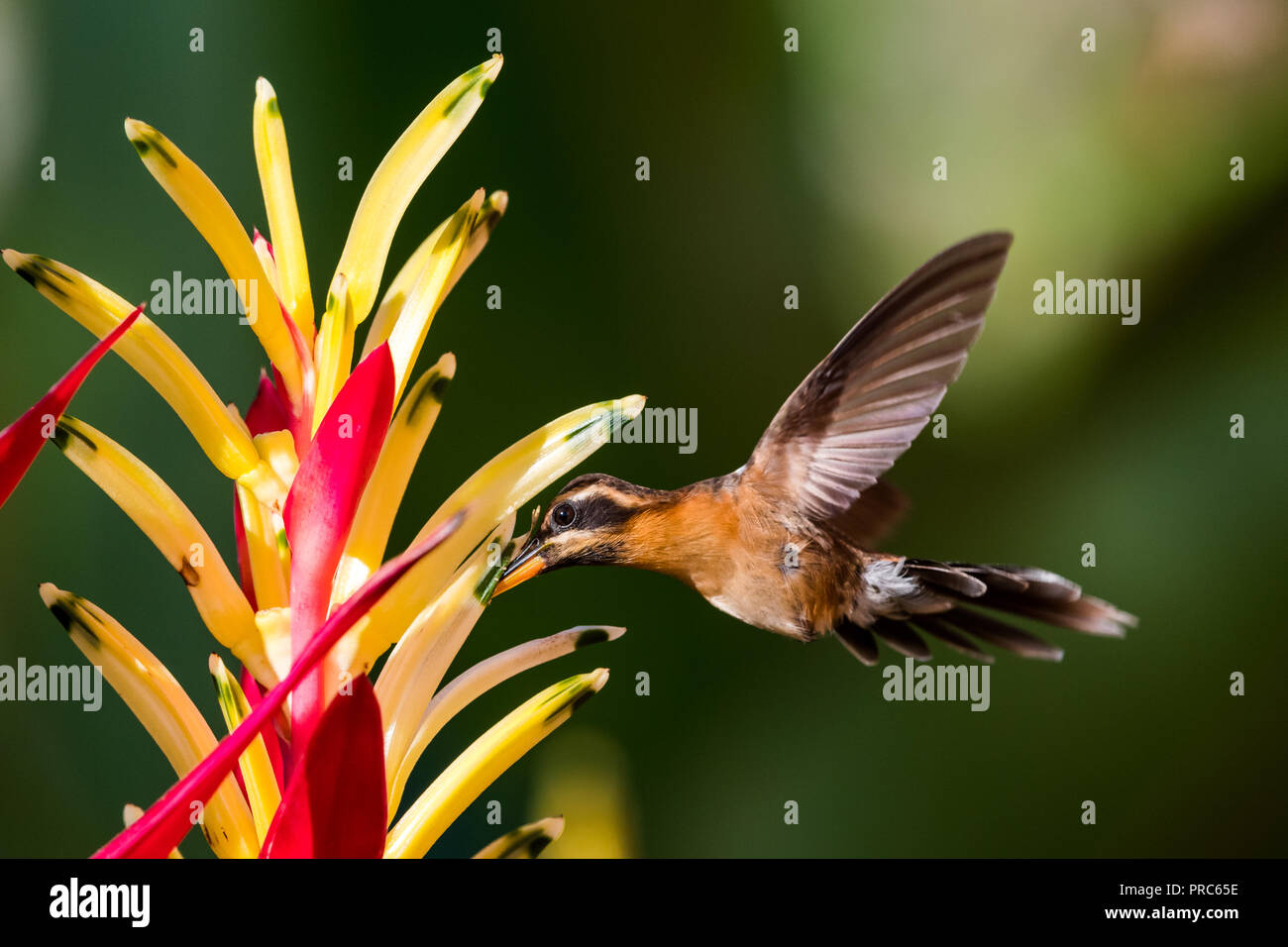 A Little Hermit Hummingbird feeds on a Parrot Beak Heliconia. - Stock Image