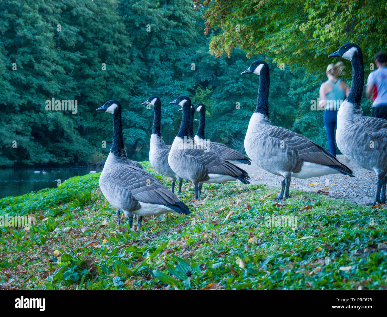 Canadian geese in Europe Stock Photo - Alamy