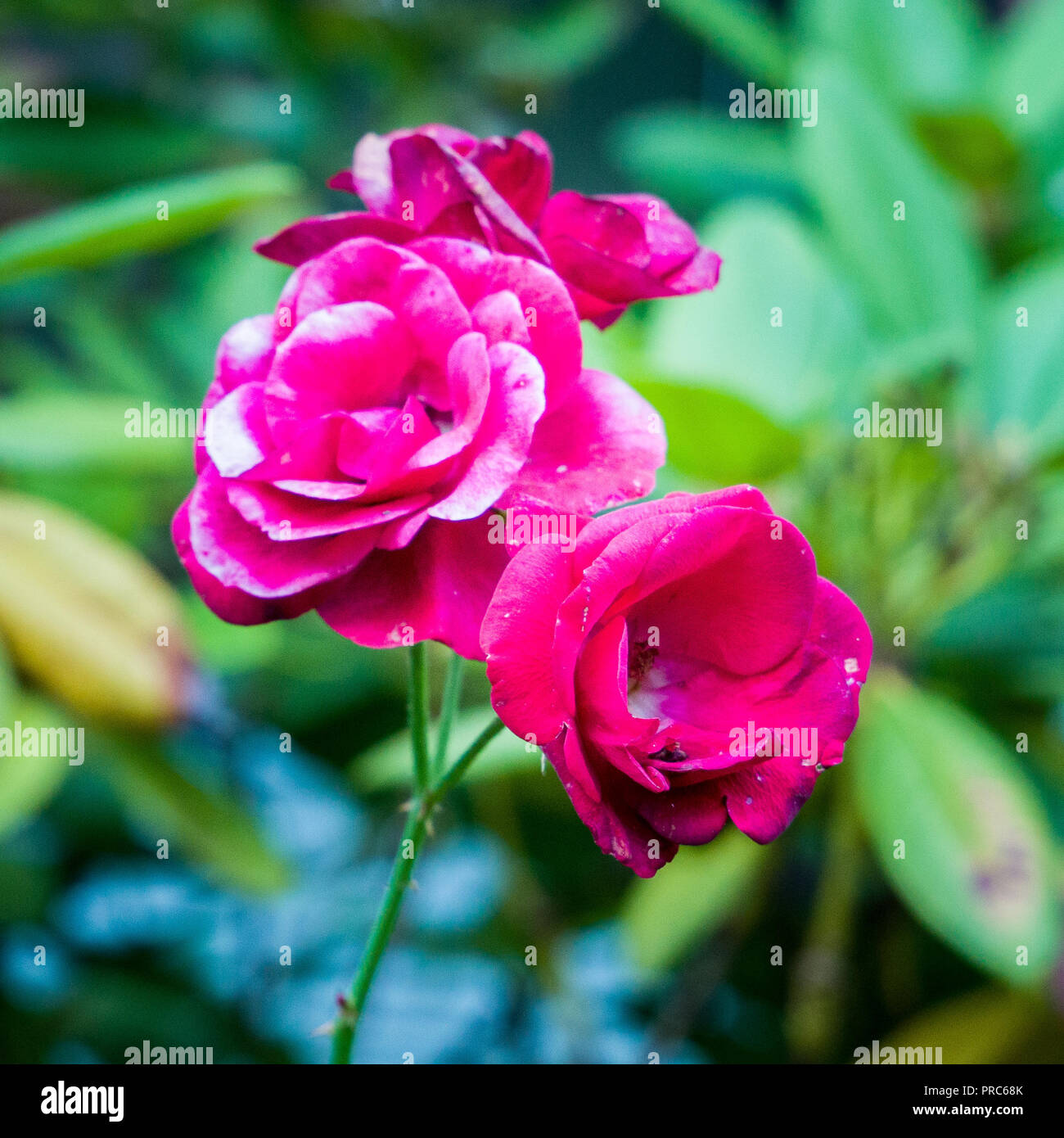 Wenlock Roses Flowering roses hi-res stock photography and images - Alamy