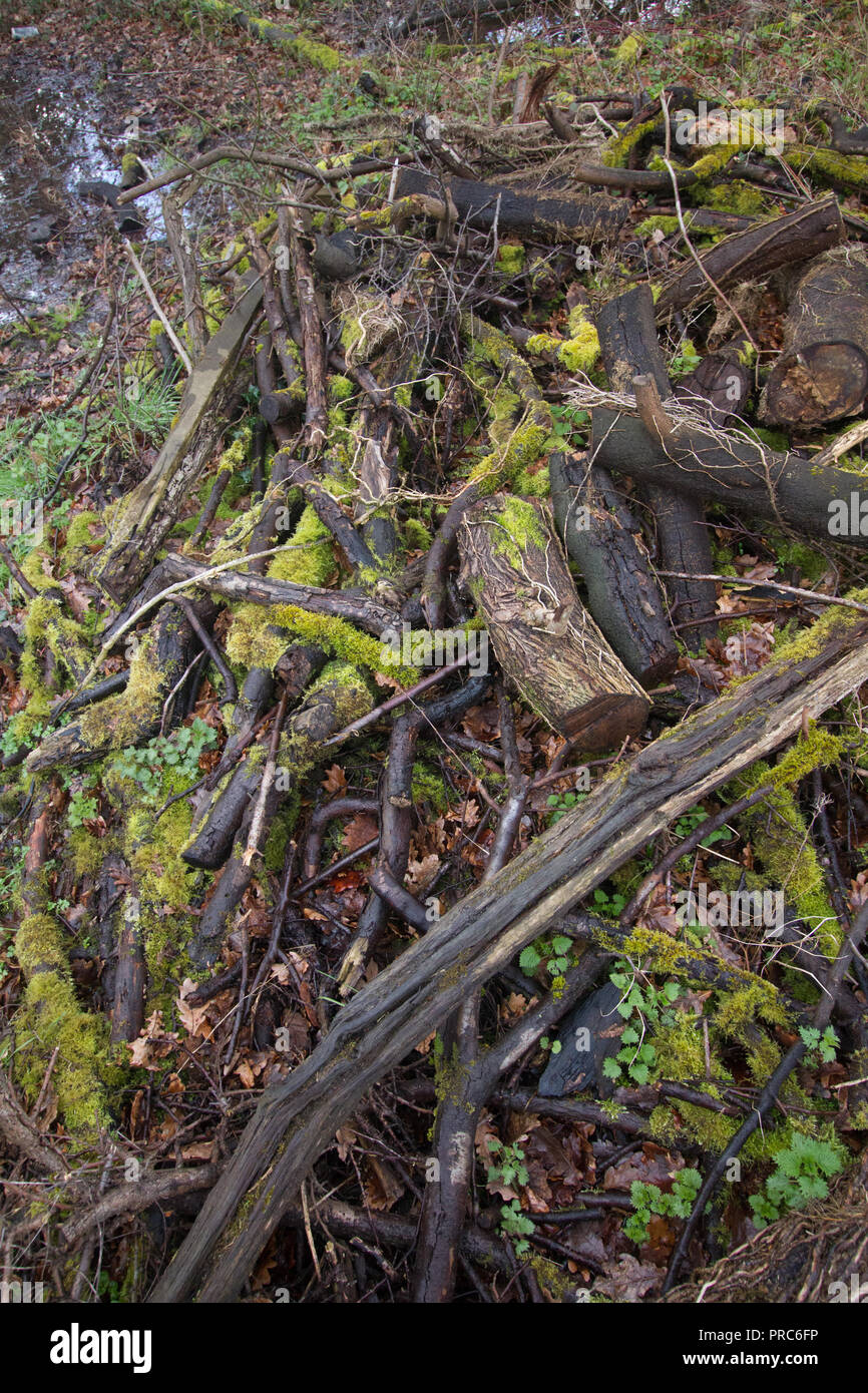 Pile of old logs hi-res stock photography and images - Alamy