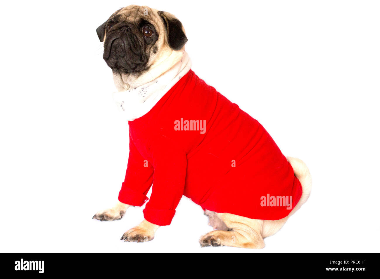 Sad pug dog with big eyes in red christmas dress Stock Photo Alamy