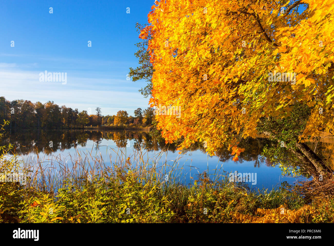 Lake landscape in the autumn with a maple tree at the beach Stock Photo ...