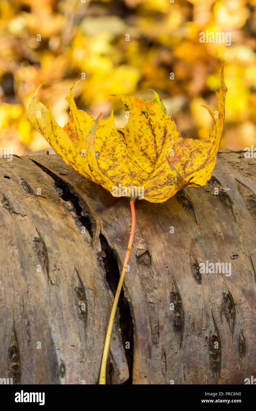 Maple leaves with autumn color on a log Stock Photo - Alamy
