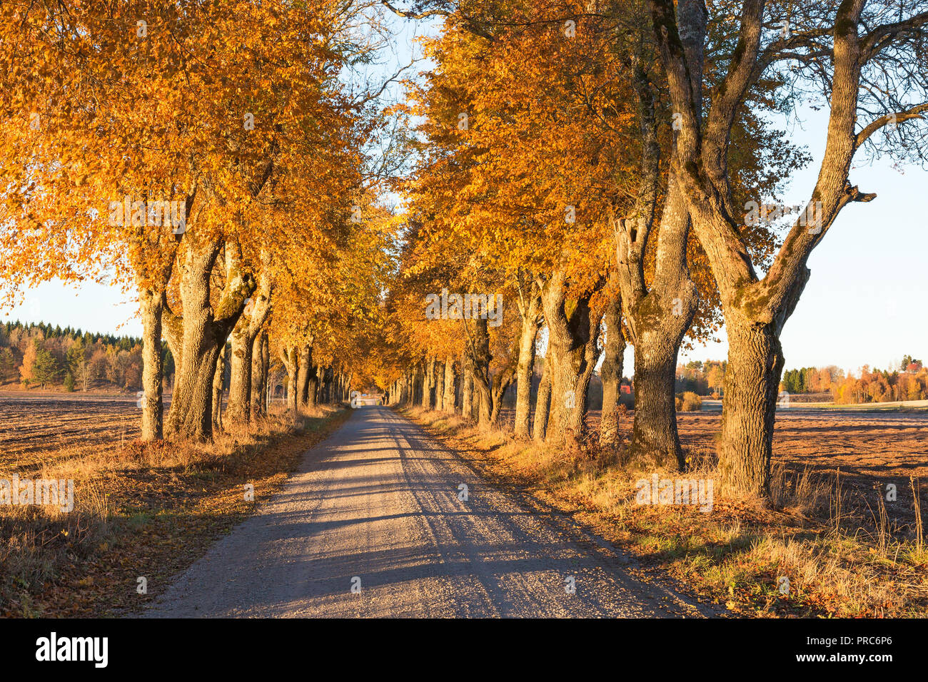 Country gravel road lined trees hi-res stock photography and images - Alamy