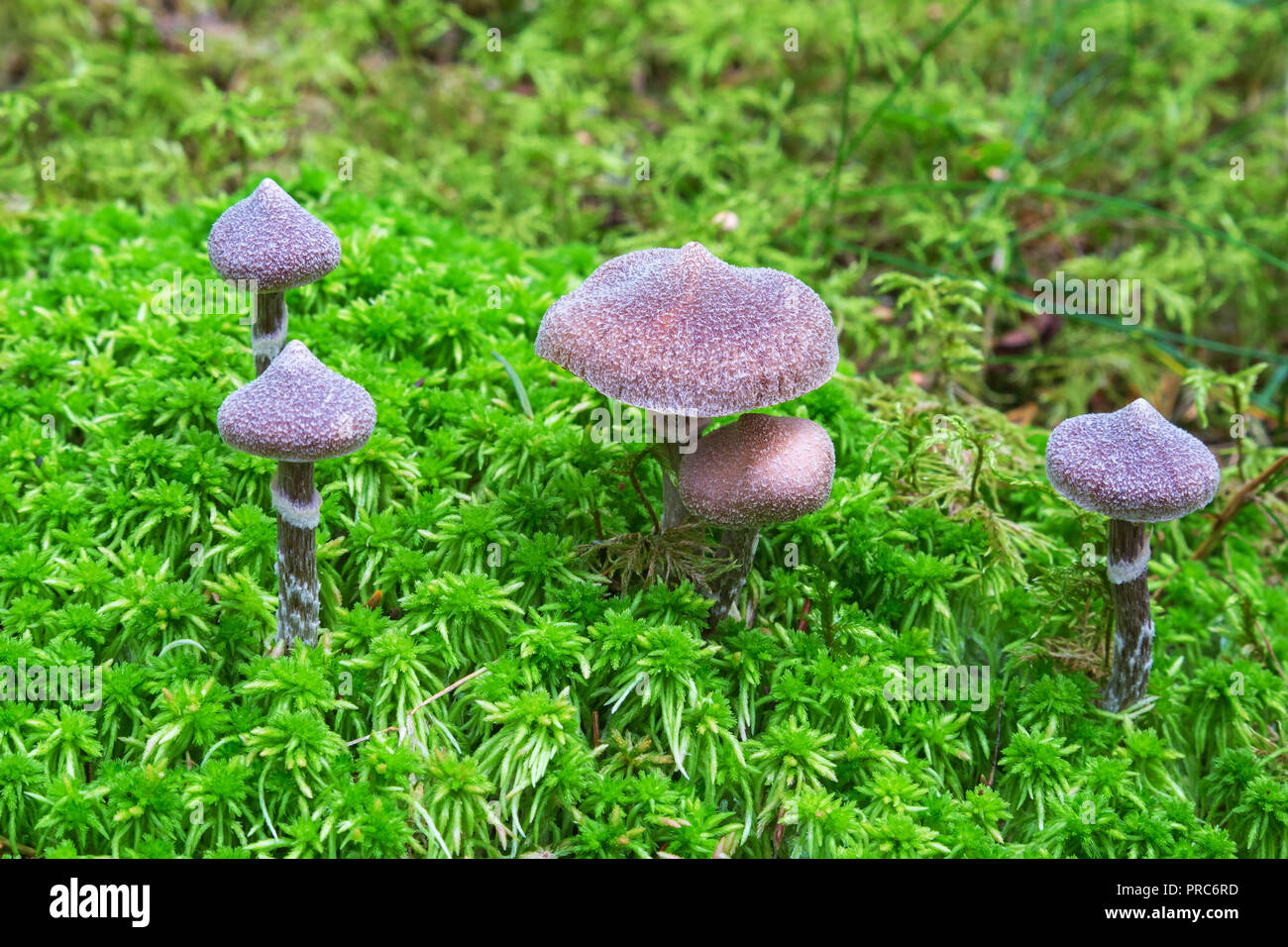 Mushrooms Cortinarius paleiferus growing in the moss Stock Photo