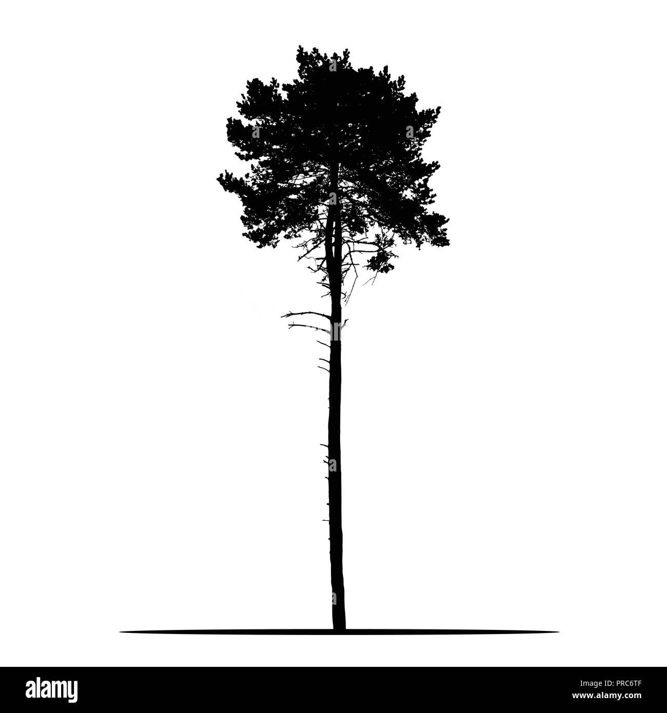 Realistic silhouette of tree - pine with branches and needle - isolated vector on a white background Stock Vector
