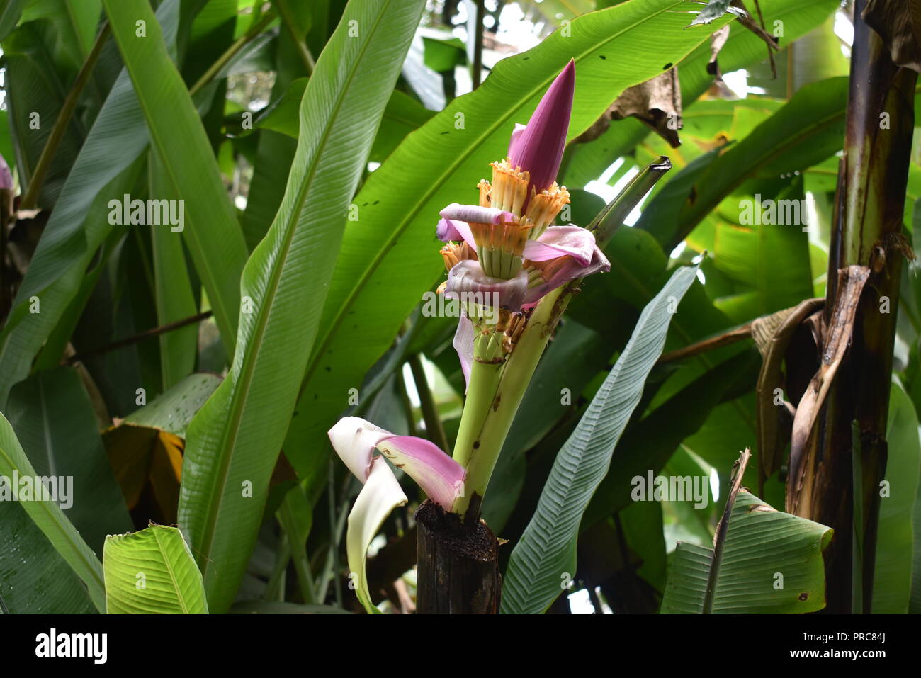 Banana Flower in Akaka Falls Big island Hawaii USA Stock Photo