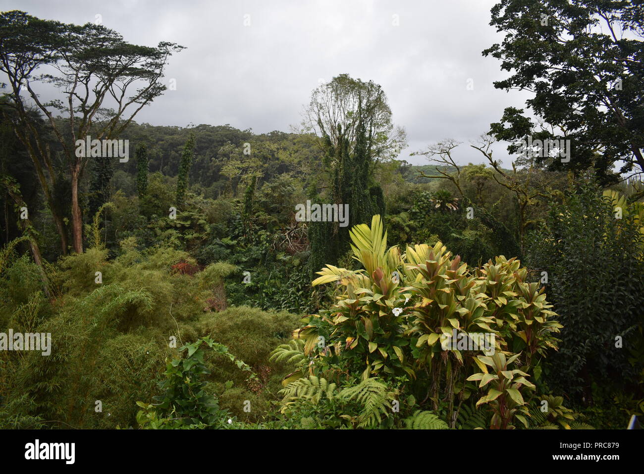 Akaka Falls Forest Trail Big Island Hawaii Stock Photo - Alamy