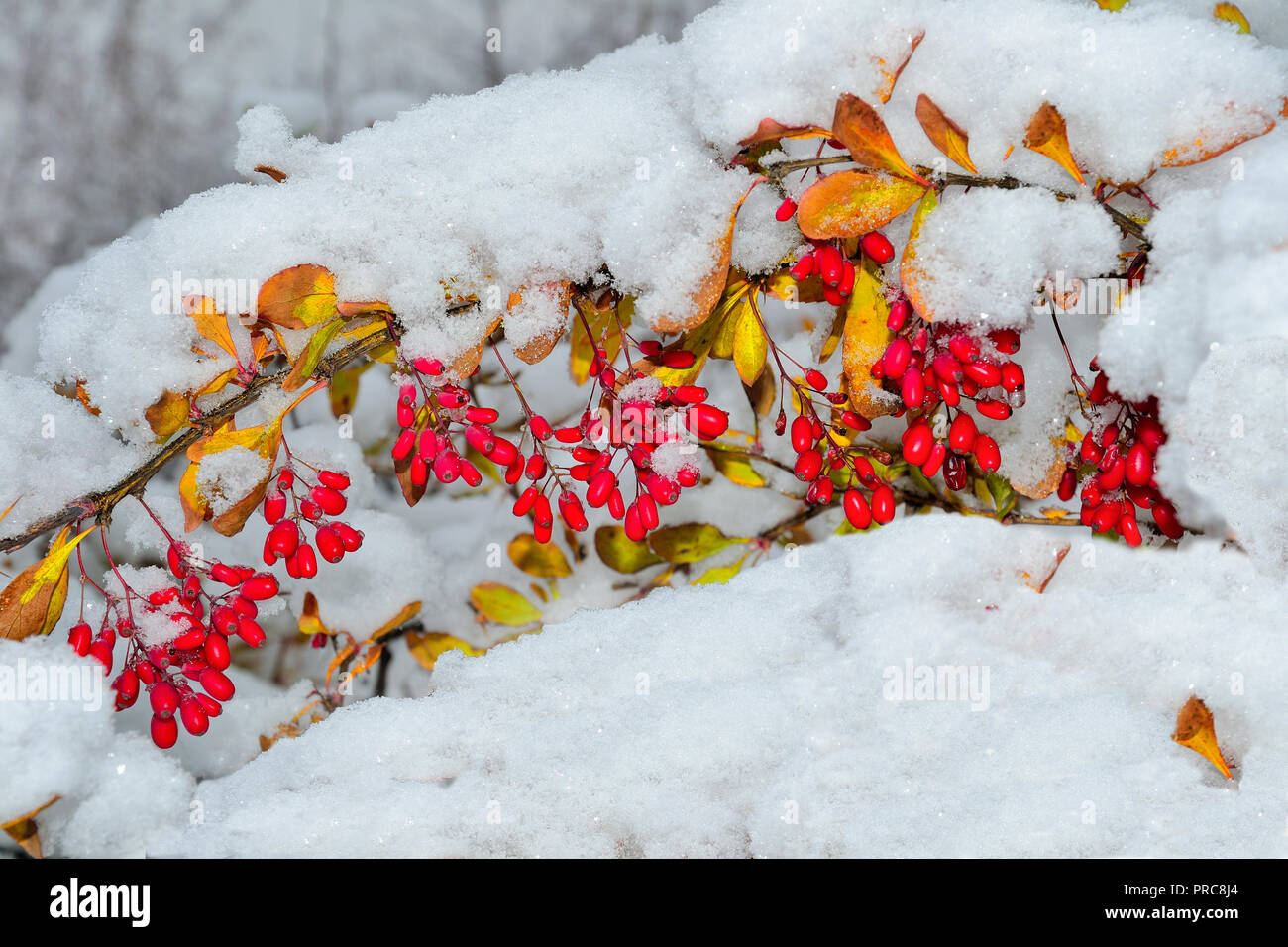 Branch of  Barberry with red berries and colorful fall leaves first fluffy snow covered - bright decoration of the winter park close-up Stock Photo